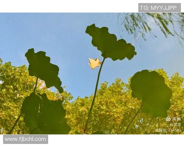 高丽娜足球明星个人简介及成就分析与职业生涯回顾